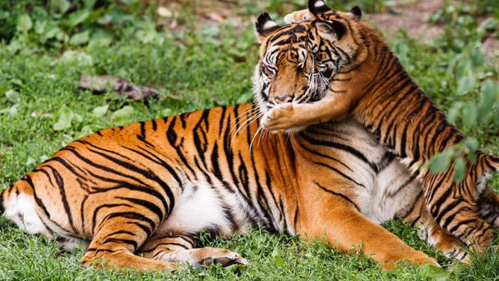 Sumatra-Tigerin Dumai feiert 20. Geburtstag