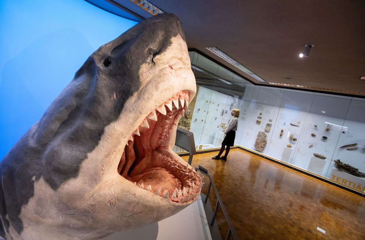 Museum am Löwentor: Neuer Bereich zeigt die Evolution der Säugetiere
