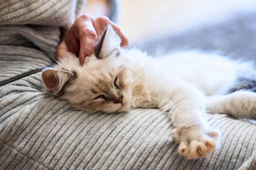 Betreuung für Tiere in Esslingen: „Catsitting“ ist nicht für die Katz