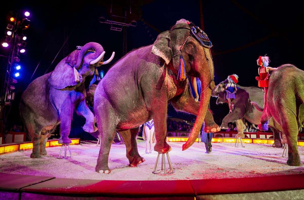 Circus Krone: Weltgrößter Zirkus hält sich mit ausgefallenen Ideen über Wasser