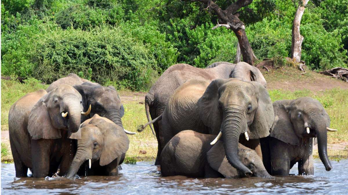 Großwildjagd in Botswana: Elefanten im diplomatischen Porzellanladen