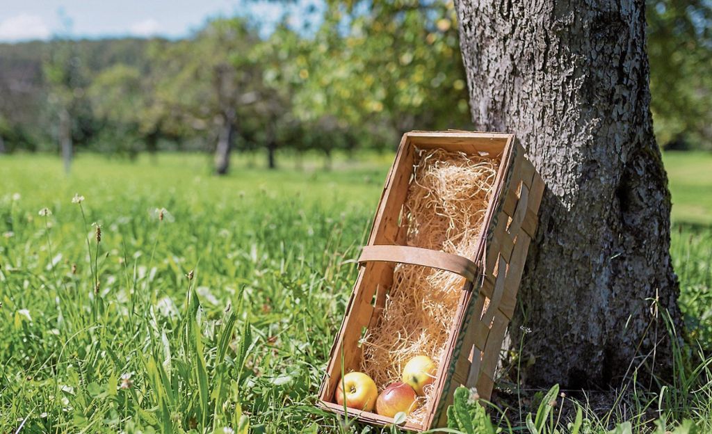 Experten im Landkreis beziffern den Ausfall auf 80 Prozent: Die Apfelernte fällt sehr mager aus