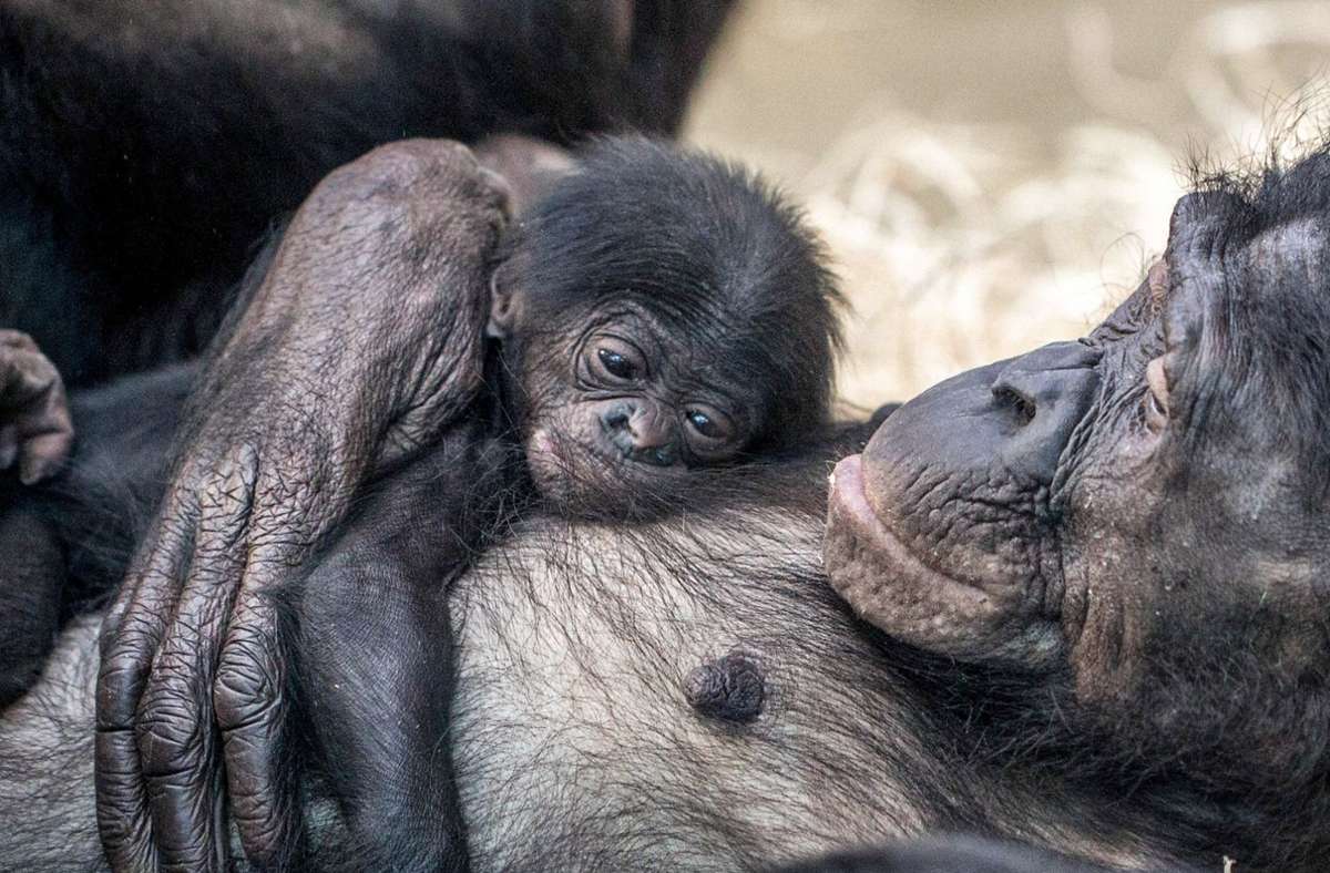 Bonoboweibchen Bikita kuschelt mit ihrem Neugeborenen. Foto: Wilhelma/Wolfgang Mehnert