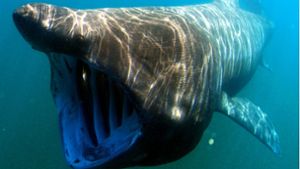 Riesiger Hai umkreist Touristenschiff