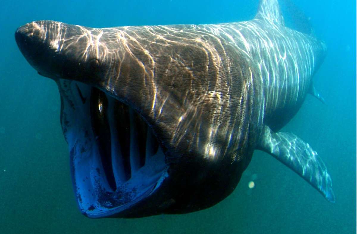 Tiktok-Video wird zum Hit: Riesiger Hai umkreist Touristenschiff