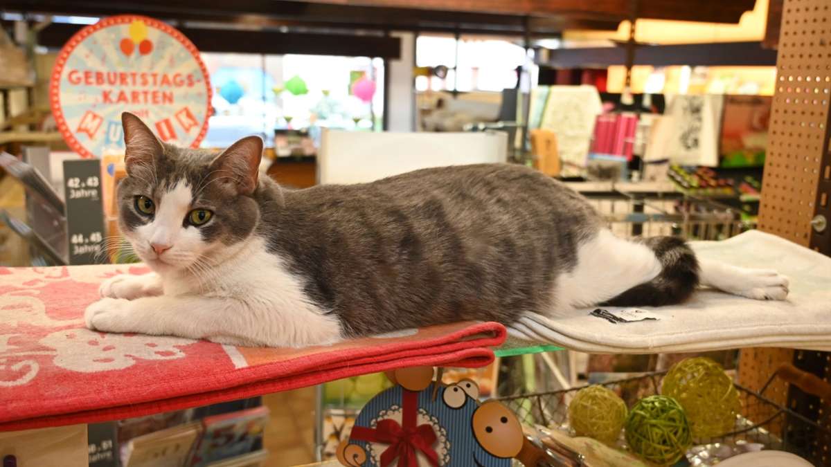 Schreibwarenladen: Katze statt Wachhund – thronende Lilly kennen alle in der Stadt