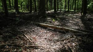 Landesregierung will Waldbesitzern im Kampf gegen Dürre helfen