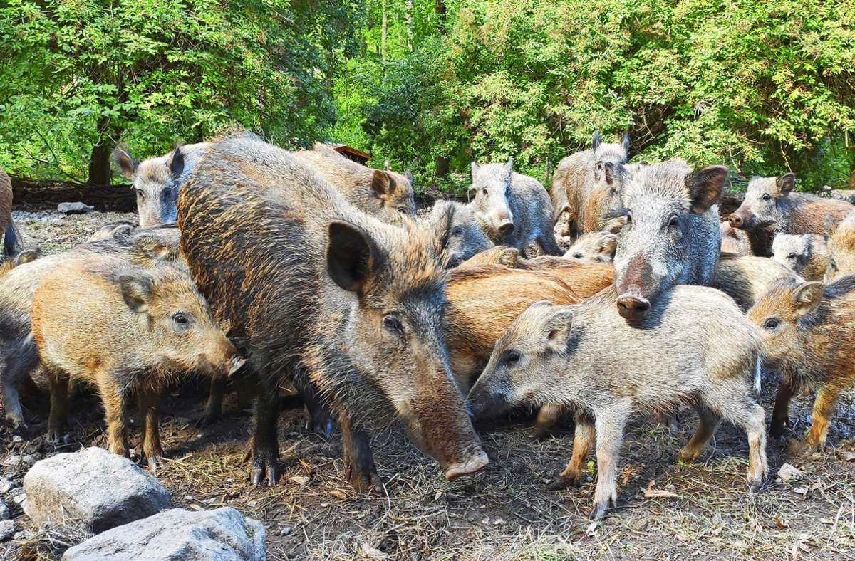 Wildschweinnachwuchs im Schwarzwildpark: Tierischer Nachwuchs im Schwarzwildpark