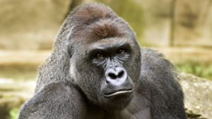 Gorilla bricht  Tierpflegerin beide Arme