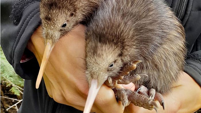 Erste Kiwi-Küken in freier Wildbahn seit 150 Jahren