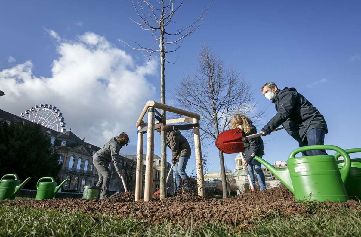 Pflanzungen im Schlossgarten  Stuttgart: Neue Bäume ersetzen die Sturmopfer