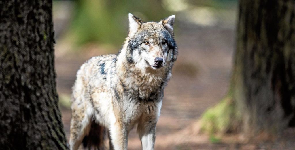 Erster Vorfall seit 100 Jahren im Land - Tierhalter sind besorgt - Umweltministerium warnt vor Panik: Wolf frisst sich auf Lämmerweide satt