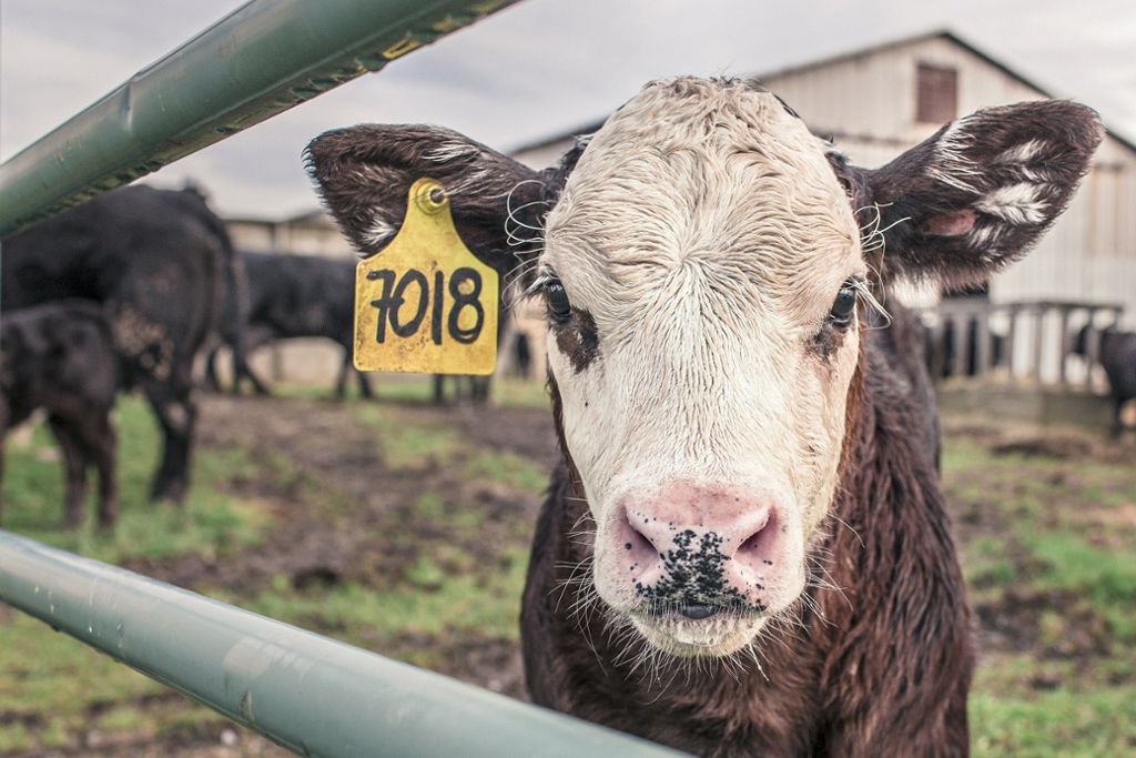 Vorbeugung gegen Darmkrebs: Rindfleisch und Milch im Verdacht als Krebserreger