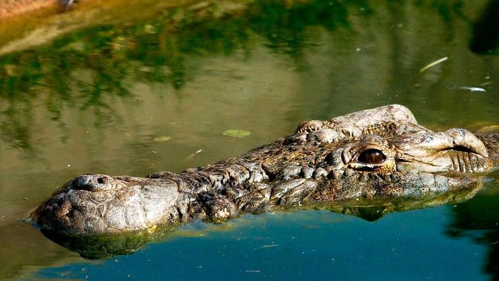 Krokodil packt Kopf - Mann überlebt Angriff