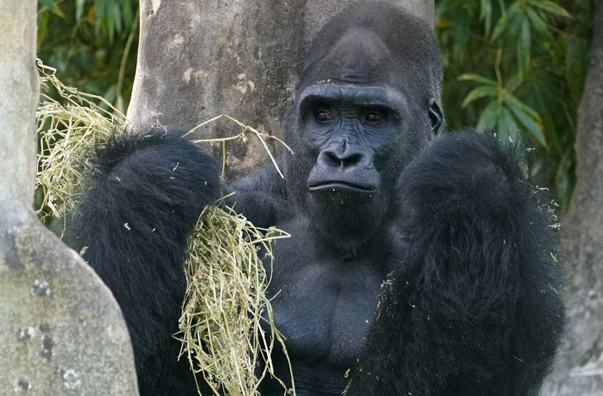 Zoo in Madrid: Gorilla-Männchen verletzt Pflegerin  schwer