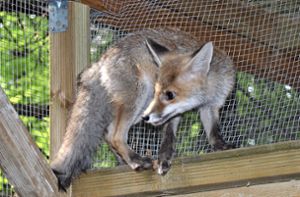 Verwaiste Füchse auf dem Schurwald: Kleine Racker auf dem Weg in die Freiheit