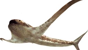 Forscherteam entdeckt 93 Millionen Jahre alten „Adlerhai“