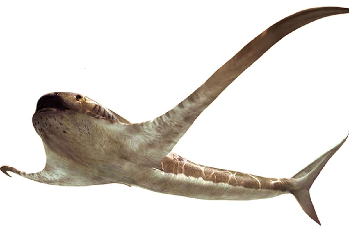 Sensationsfund in Mexiko: Forscherteam entdeckt 93 Millionen Jahre alten „Adlerhai“