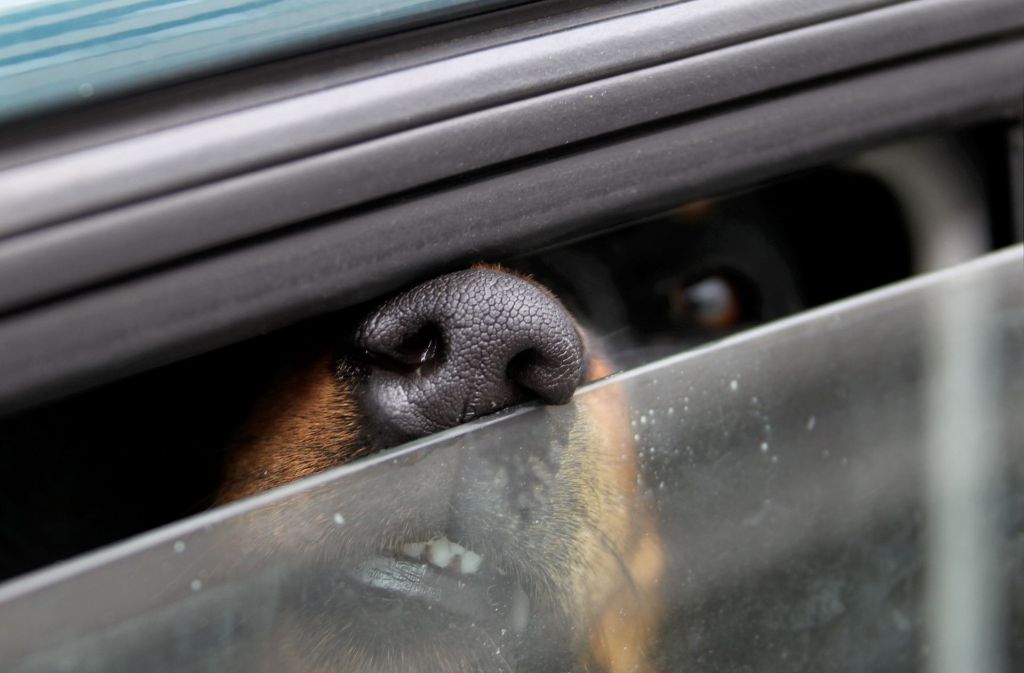 Bei sommerlichen Temperaturen kann sich der Innenraum eines Autos gefährlich aufheizen. Für Hunde im Auto droht Lebensgefahr. Foto: dpa