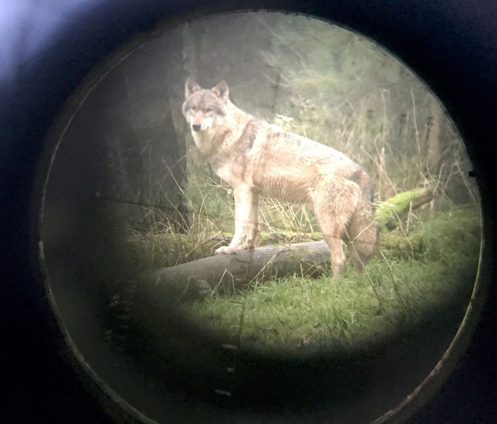 Positionspapier zum Wolf verabschiedet: Grüne wollen keine wolfsfreien Zonen