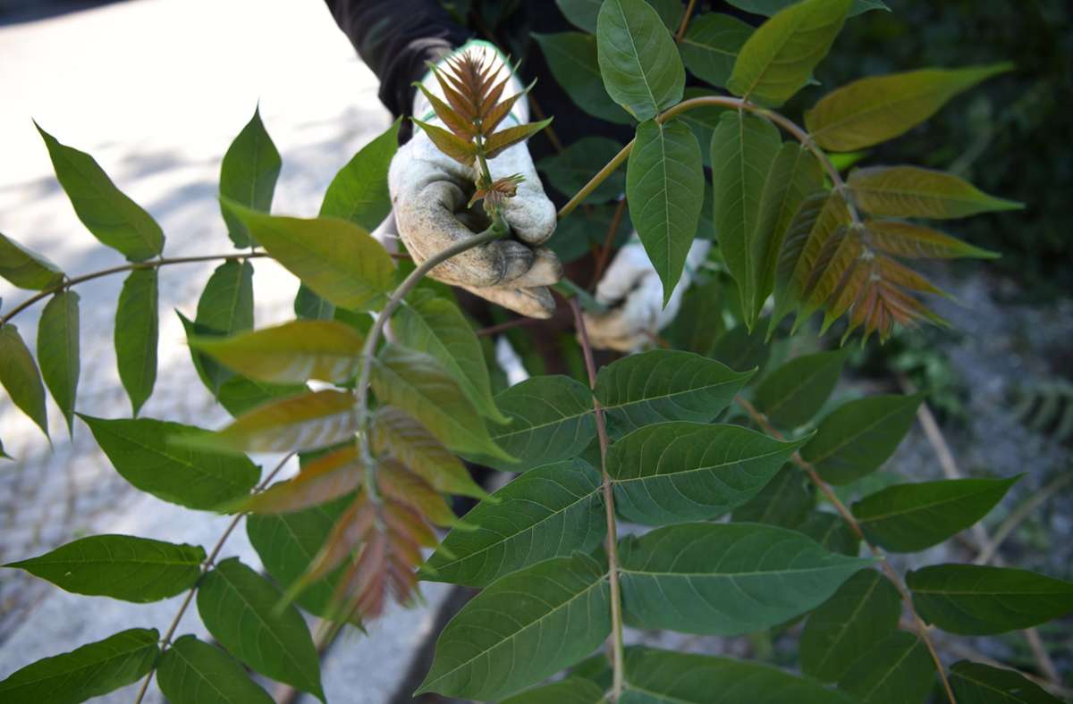 Klimawandel begünstigt invasive Arten: „Der Götterbaum nervt“