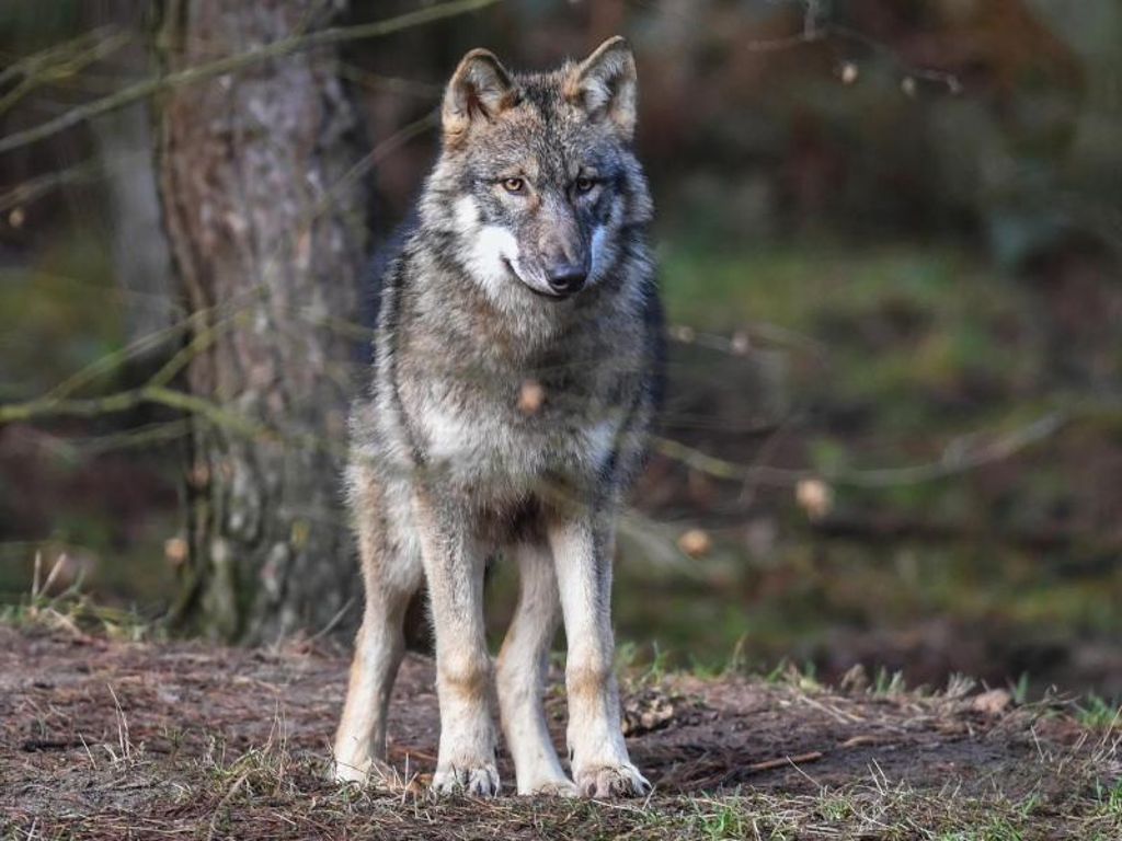 Wolf im Odenwald gesichtet