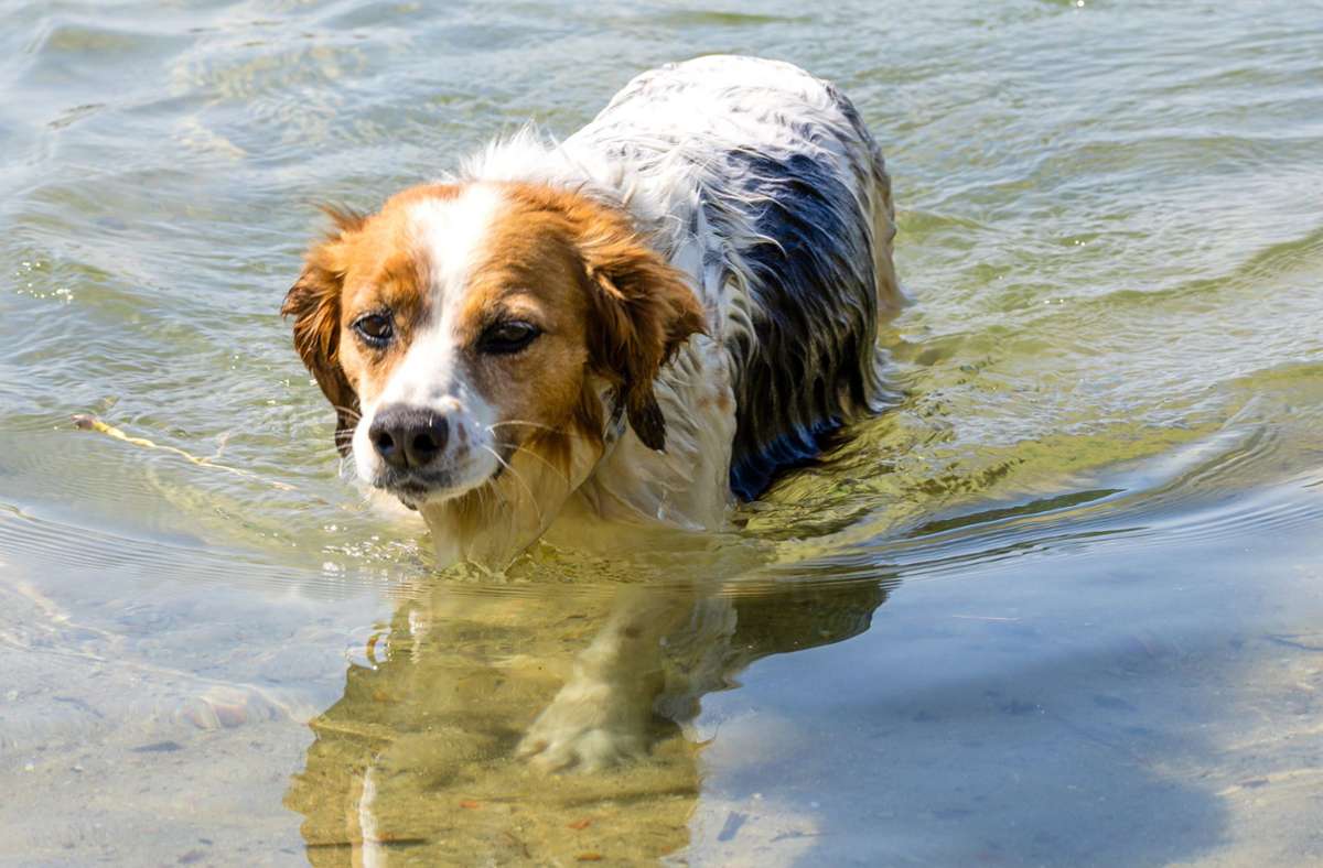 Hohe Temperaturen als Gefahr für Haustiere: Hunde vor der Hitze schützen – 5 Tipps