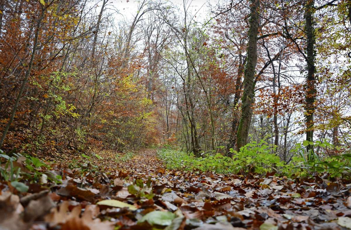 Stadtwald Leinfelden-Echterdingen: Weniger Bäume gefällt als geplant