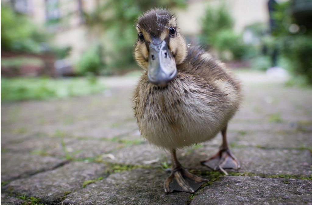 A3 bei Weibersbrunn: Polizei rettet Entenfamilie auf Überholspur
