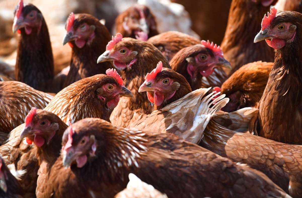 Vogelgrippe: Fälle von Geflügelpest in Baden-Württemberg entdeckt