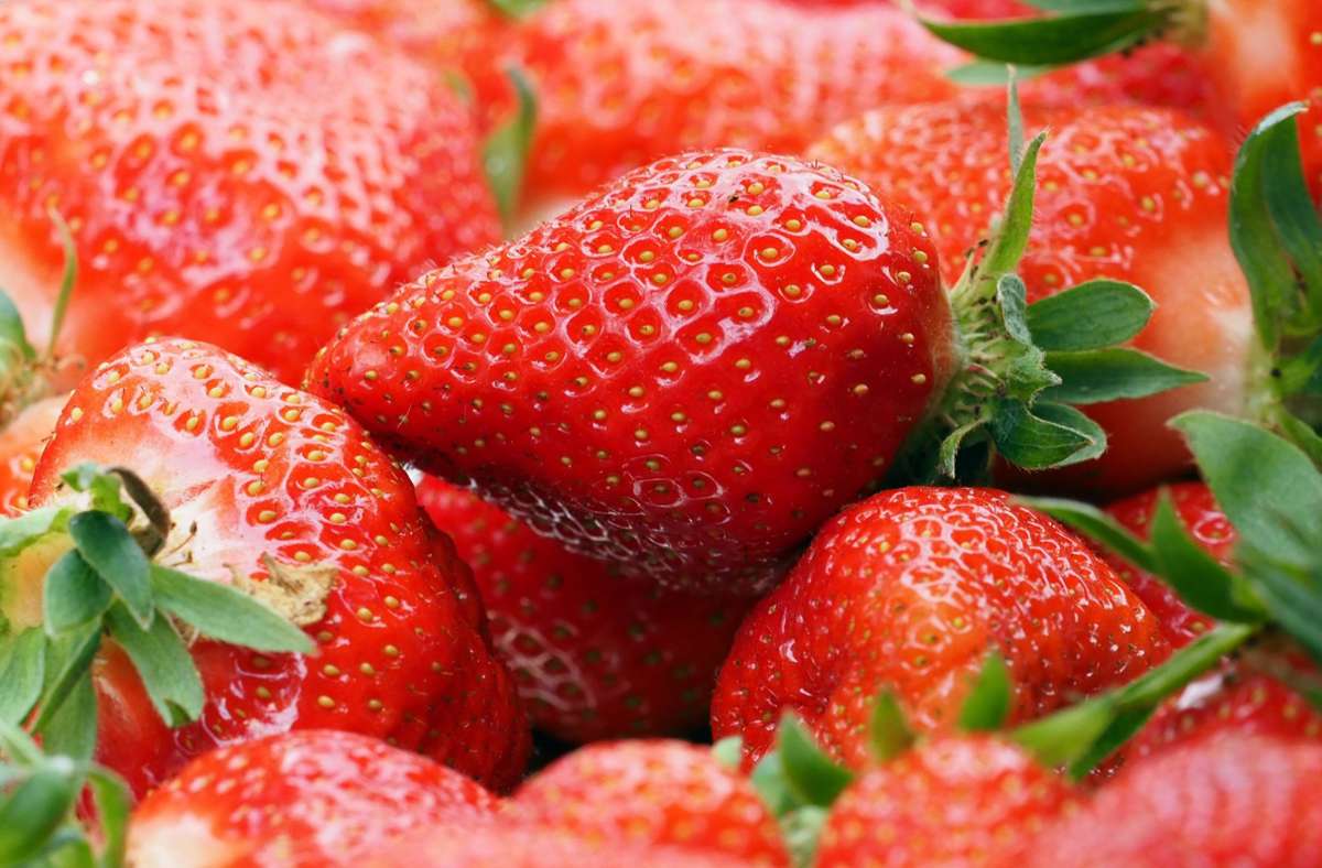 Erdbeersaison: Woran erkennt man frische Erdbeeren?