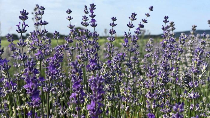Forscher bauen Lavendel an: Sieht die Schwäbische Alb bald aus wie die Provence?