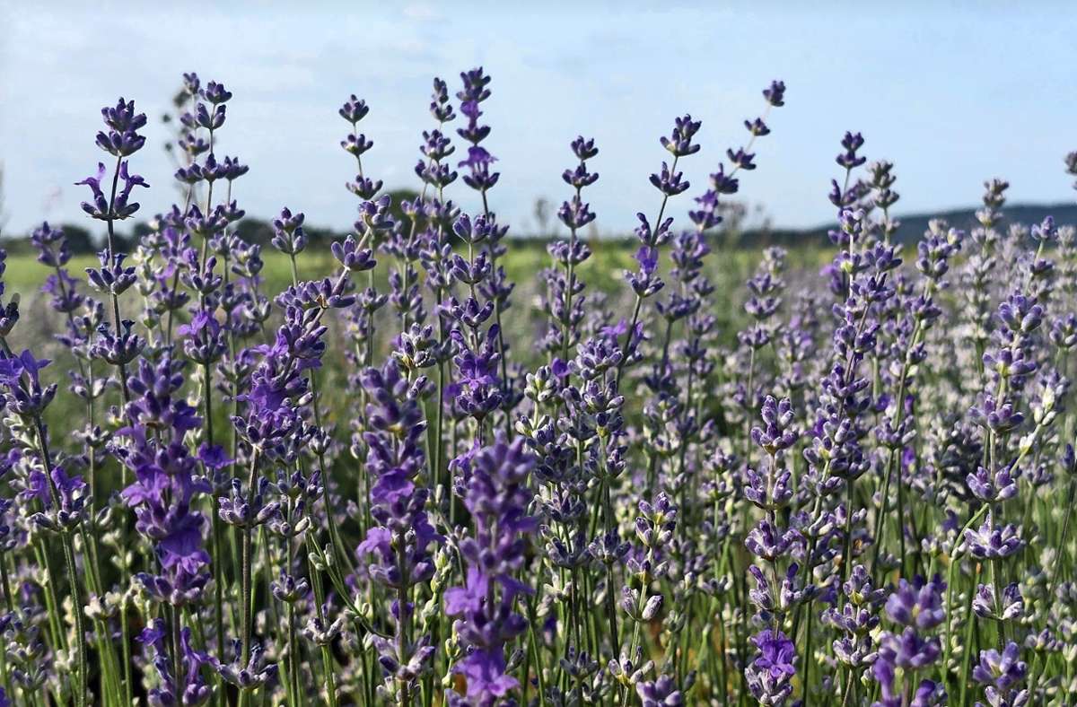 Forscher bauen Lavendel an: Sieht die Schwäbische Alb bald aus wie die Provence?