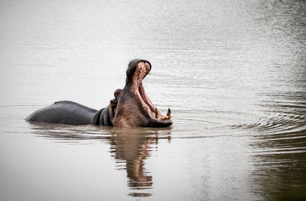 Gefährliche Dickhäuter: Pablo Escobars Flusspferde werden zum Problem