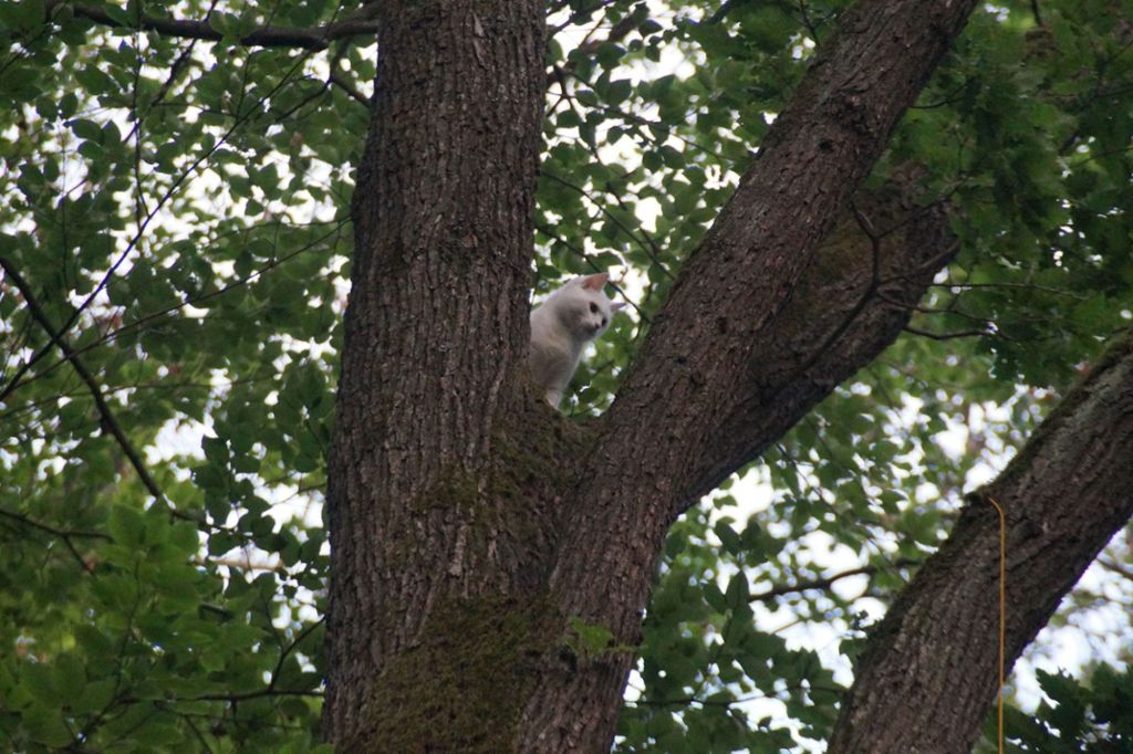 Das Tier war einen Baum hinaufgeklettert und nicht mehr weitergekommen: Feuerwehr rettet Katze aus 20 Metern Höhe