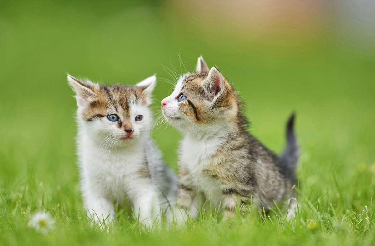 Tierschutz: Streit um Katzenkastration landet vor Gericht