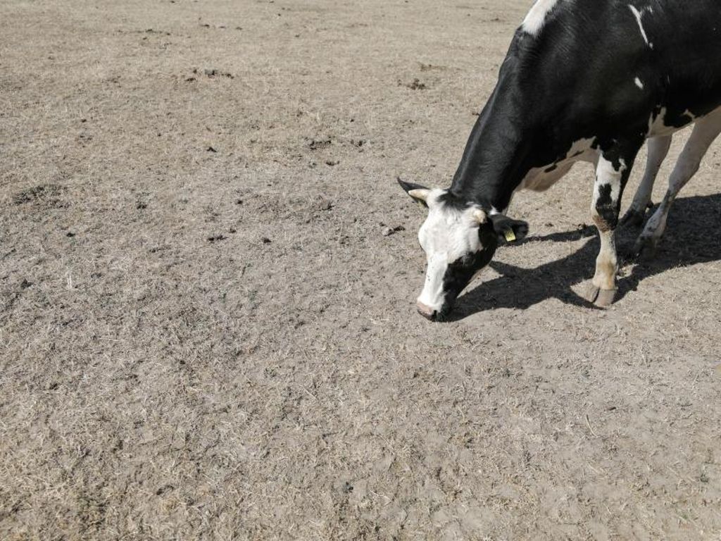 Hoffen auf Berlin - Einige Kühe wegen Futternot geschlachtet