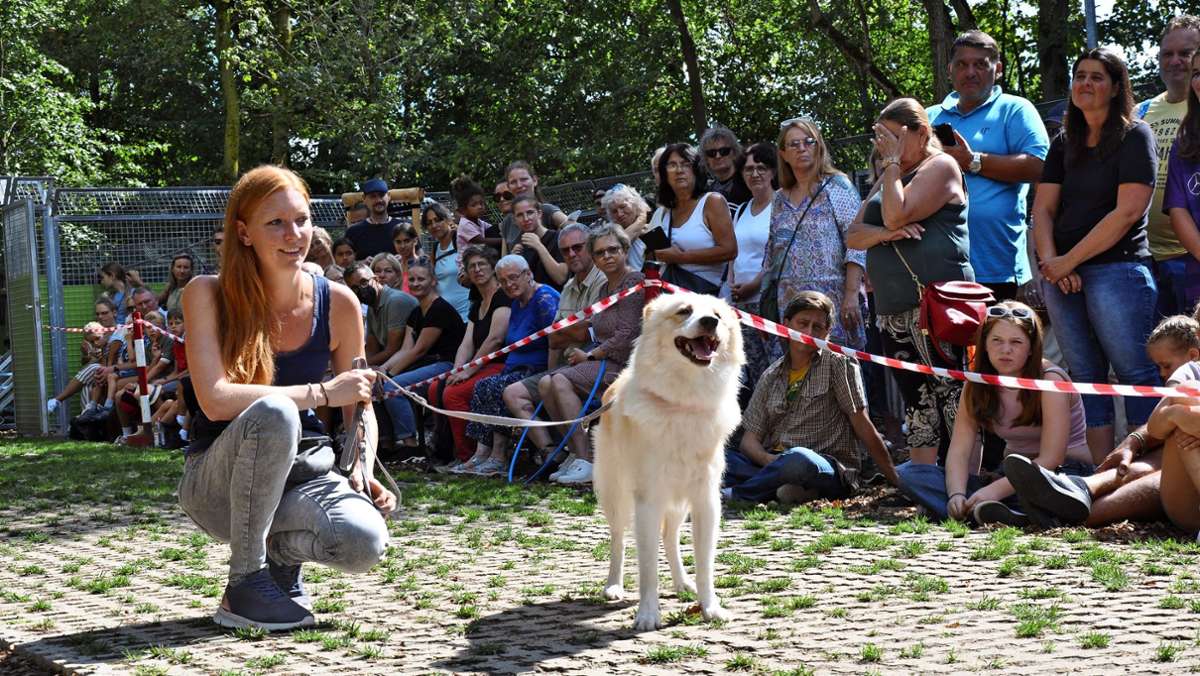 Tierschutzverein Esslingen: Wer „adoptiert“ einen Hund?