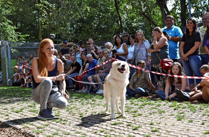 Tierschutzverein Esslingen: Wer „adoptiert“ einen Hund?