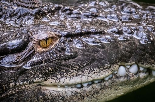 Ein Krokodil hat einen Taucher auf Sri Lanka tödlich verletzt (Symbolfoto). Foto: Lichtgut/Achim Zweygarth/Achim Zweygarth