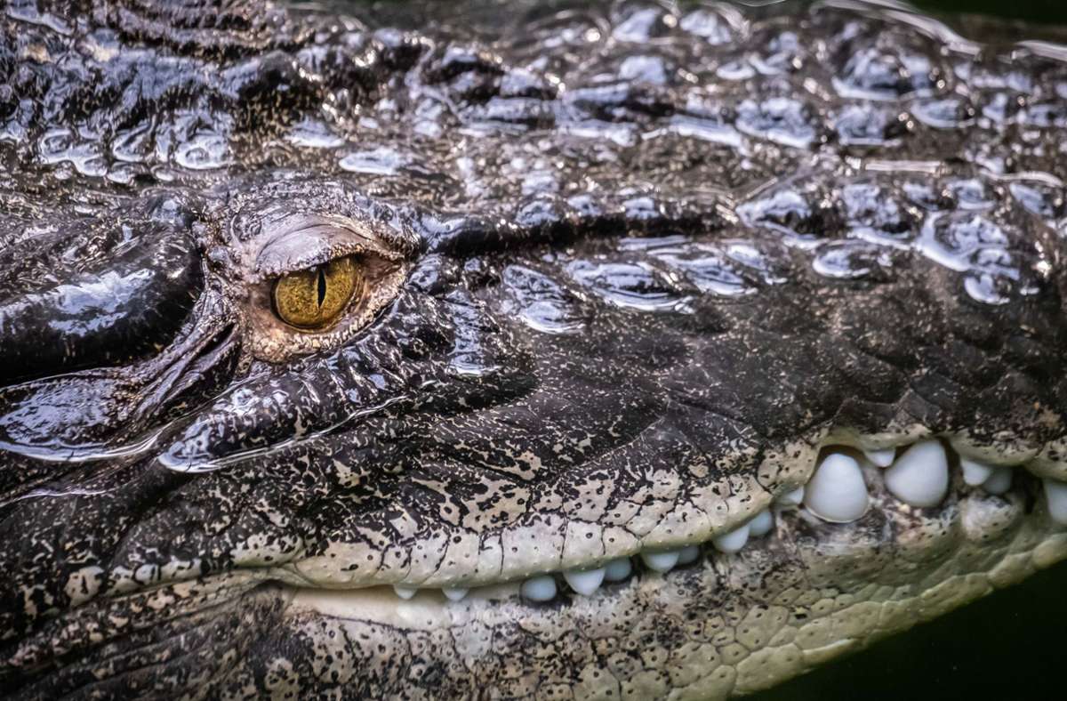 Sri Lanka: Mann stirbt nach Krokodil-Angriff