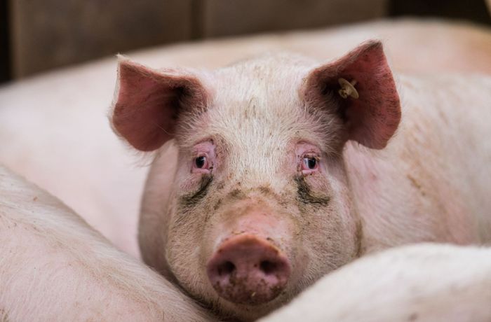 Erstmals in Baden-Württemberg: Fall von Schweinepest am Kaiserstuhl