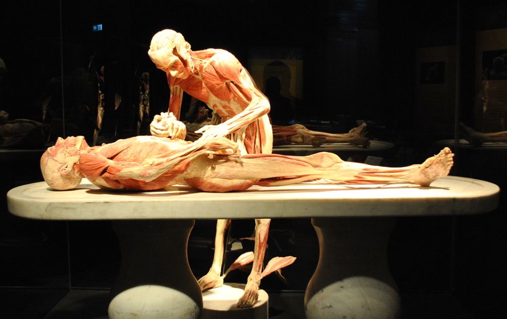 Anatomie-Ausstellung „Körperwelten“ wieder in der Schleyerhalle: Die Lebenden und die Toten