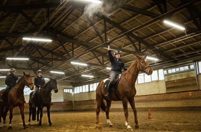 Polizeireiterstaffel: Wie ein Pferd für den Polizeidienst ausgebildet wird