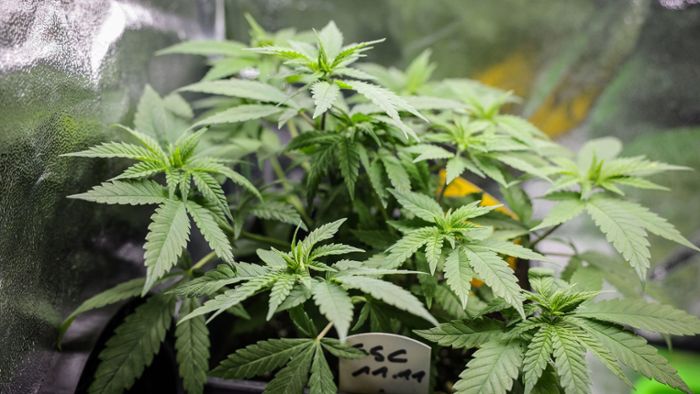 Warum die Cannabis-Legalisierung richtig ist