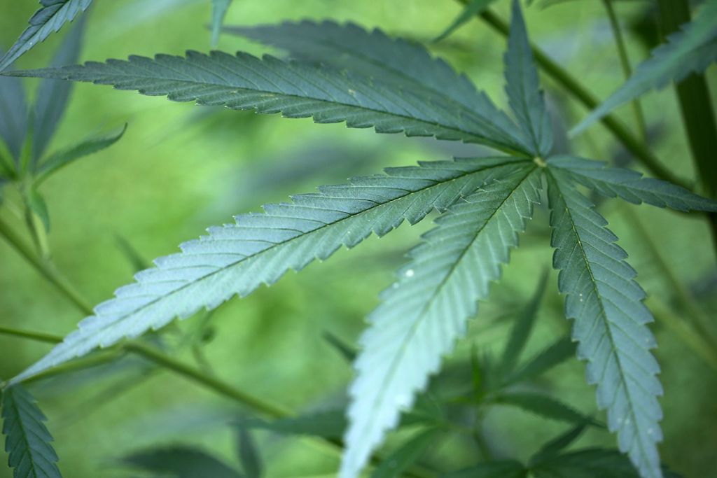 Polizei entdeckt mit Hubschrauber 177 Cannabispflanzen