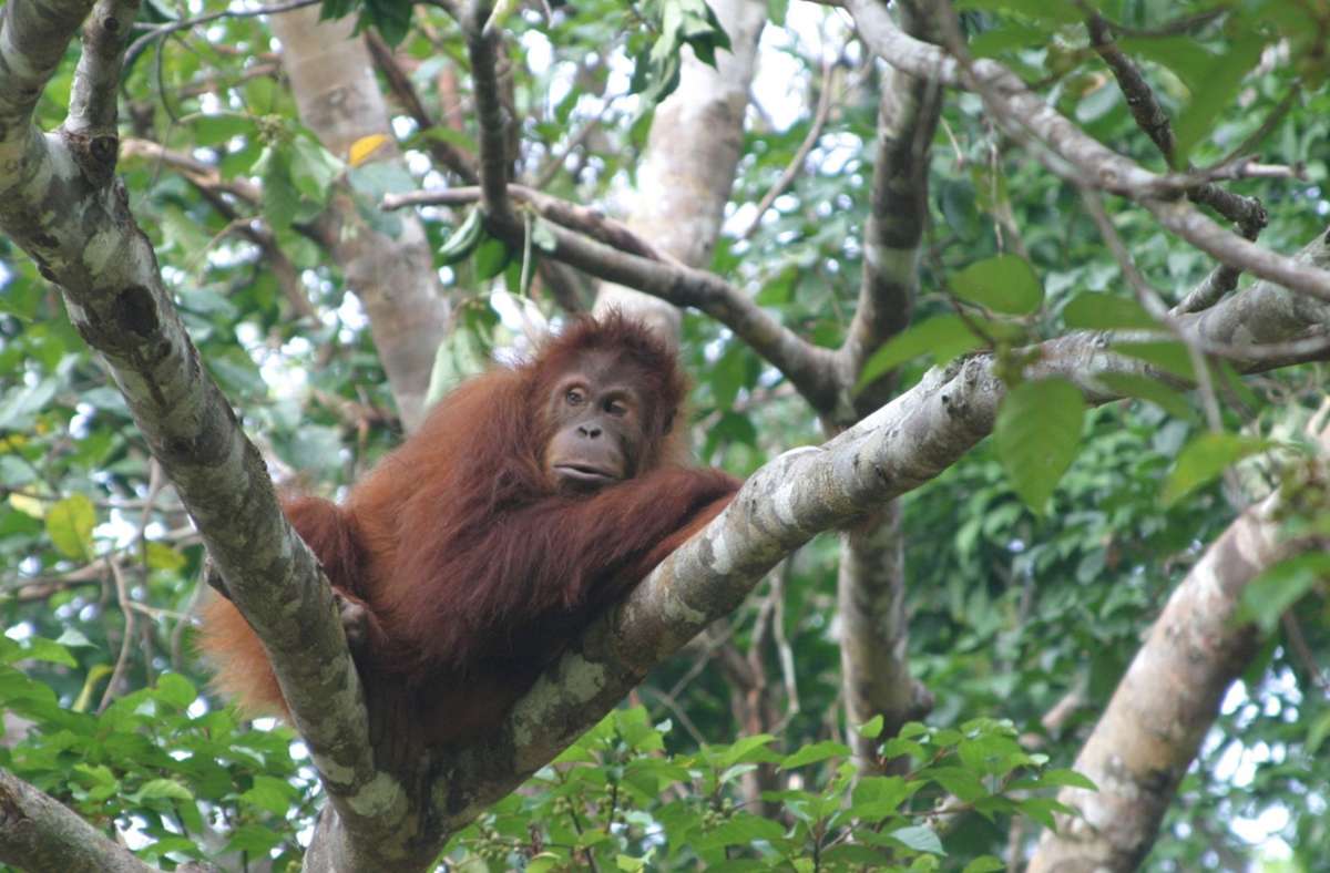 Sein Lebensraum ist bedroht, wenn der  Regenwald den  Palmen weicht. Foto: dpa/Bärbel Kosiol