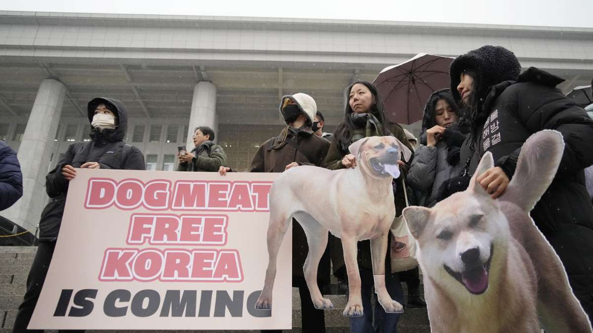 Gesetz verabschiedet: Südkorea will Verzehr von Hundefleisch ein Ende setzen