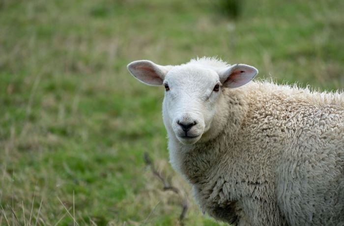 Angriff auf dem Feldweg: Schaf attackiert Paar und rammt Streifenwagen