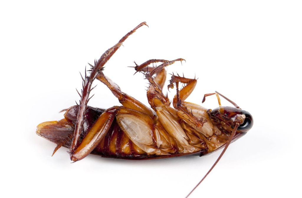 Ian McEwan: „Die Kakerlake“: Käfer in Downing Street 10